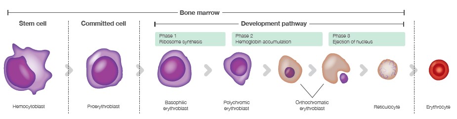 Anemia Investigation - Boule