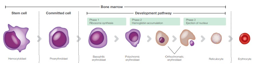 Picture of Erythropoiesis and the various maturation stages of the RBCs.