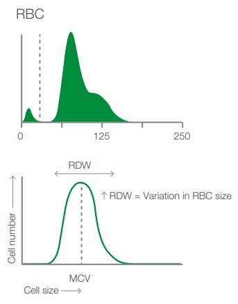 Picture of depicting the RDW is measured together with cell frequency and size.