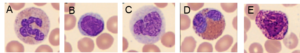 Blood cells A_E