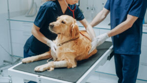 Golden retriver and veterinary