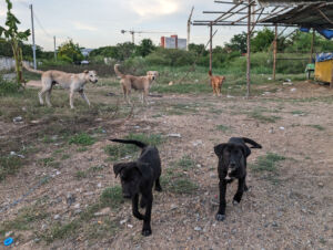 A group of stray dogs navigating through a vacant lot littered with trash, highlighting the issue of urban waste and the challenges faced by stray animals in urban environments.