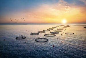 view of a a fish farm