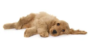 puppy cocker spaniel in front of white background