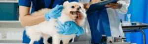 Dog veterinary
