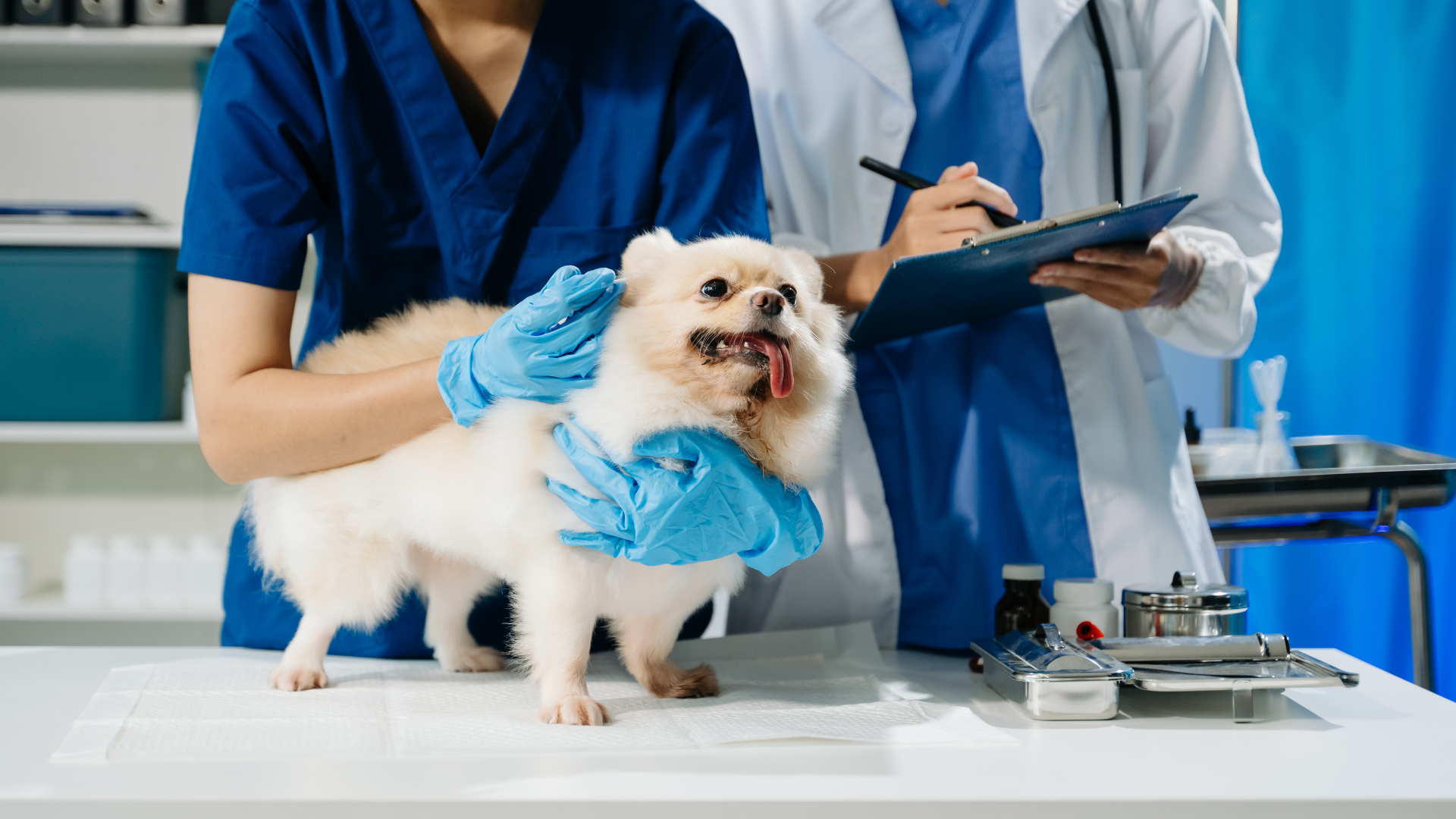 dog veterinary header