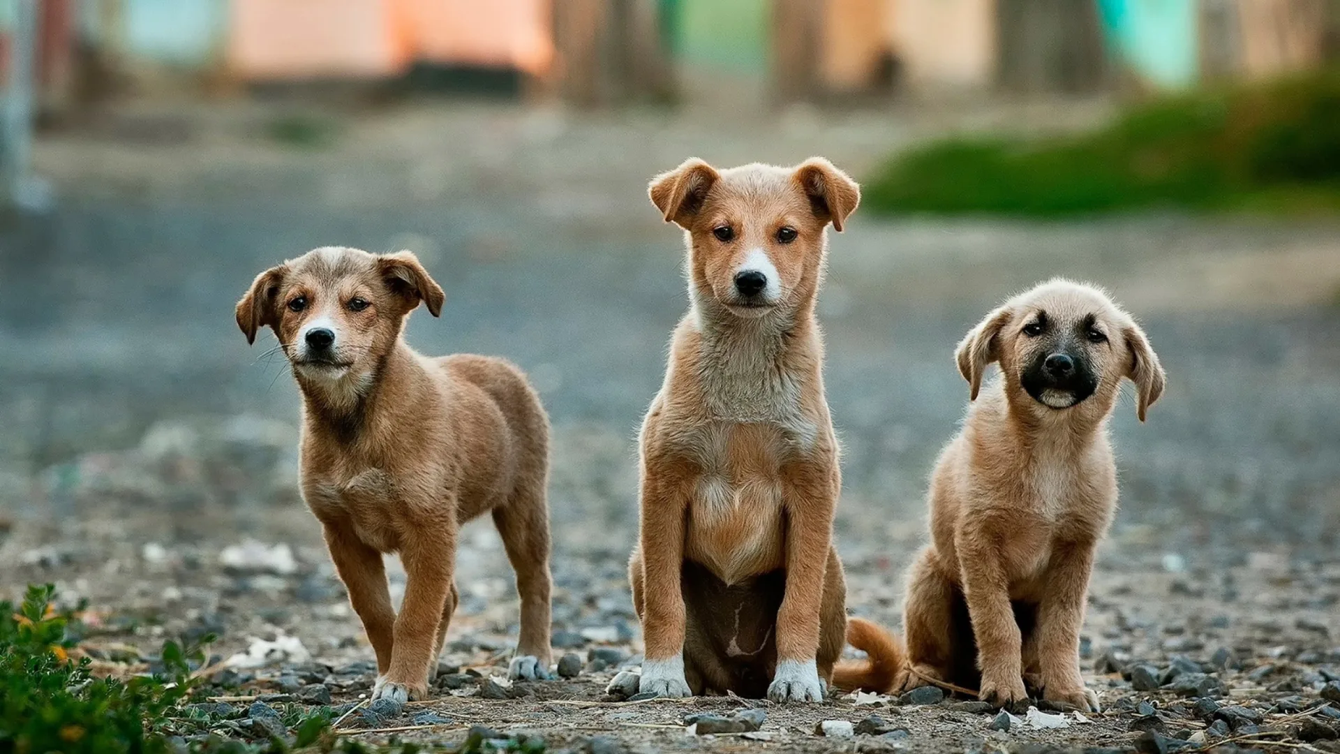 Geographical prevalence of canine babesiosis in Taiwan