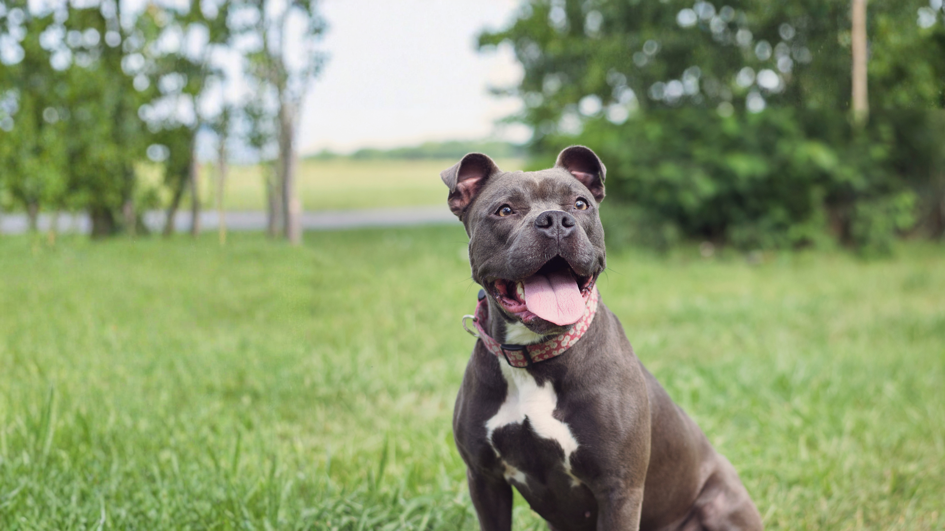 Prognostic value of the NEU-to-LYM ratio in dogs with mammary tumors