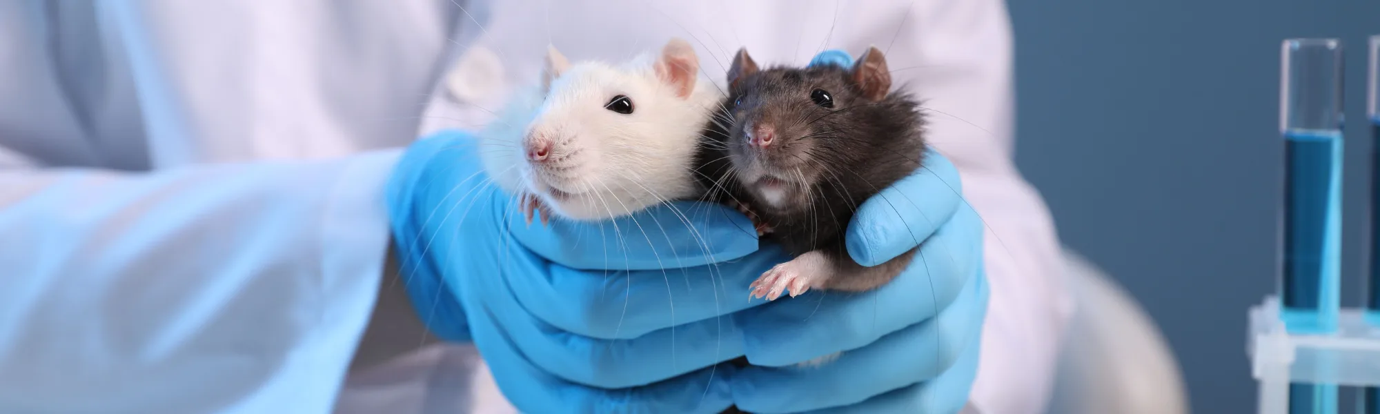 rodent article header